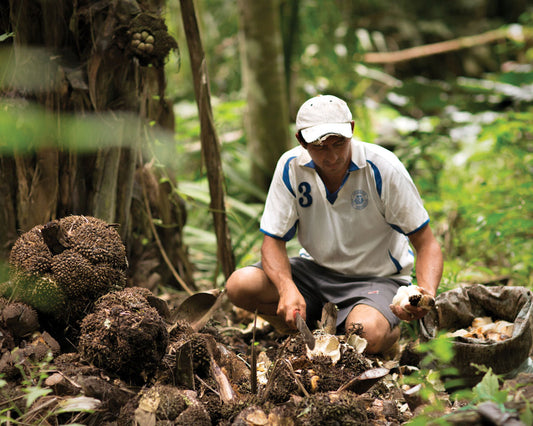 Our planetary pillar partners, Trafino: Corozo nut collector gathers the corozo fallen from the Tagua Palm in the Ecuador Rainforests