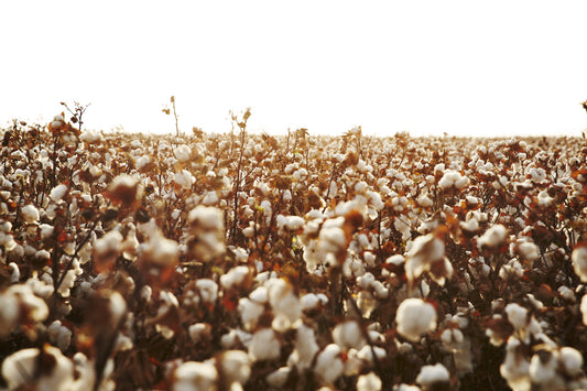 A field of cotton filly back to the horizon