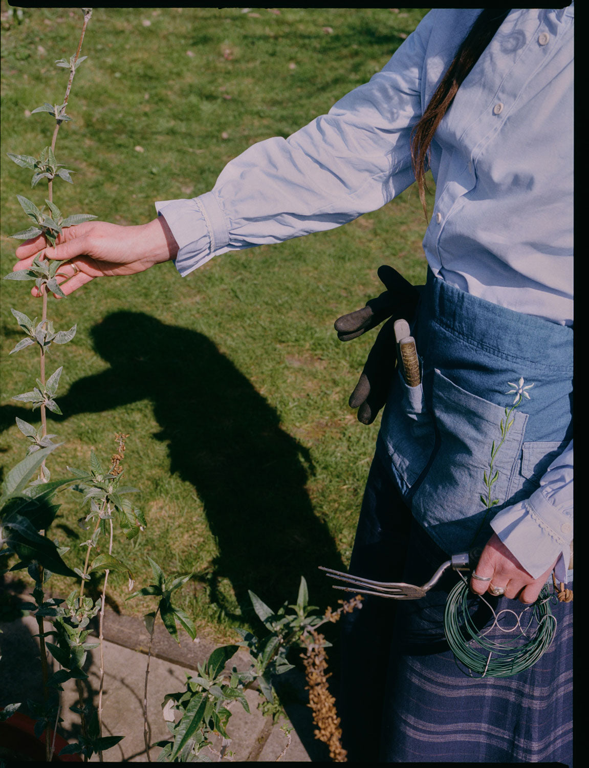 A woman is gardening, reaching out and touching a plant. She is wearing the Japanese Denim Multifunctional Garden Tool Belt Apron with gloves and a pair of secateurs in the pockets. The embroidered flower can be seen on the pocket. She wears Saywood's Marie pale blue Blouse with frill cuffs, and the navy check Amelia Trousers. She is holding a garden fork and green wire.